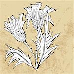 Thistle flower black and white sketch, vector illustration