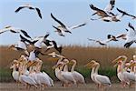 white pelicans (pelecanus onocrotalus) in the Danube Delta, Romania