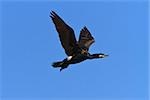 cormorant (phalacrocorax carbo ) in flight in Danube Delta, Romania