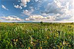Flower meadow, sun and clouds in sky, summer landscape