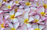 Pink frangipani flowers with on the water