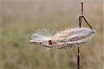 A solitary unopened milkweed pod stands alone in the prairie.  Caught on its outer shell thorns are the white silky hairs of another milkweed flowerâ??s leathery seed.