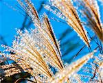 flowering reeds closeup