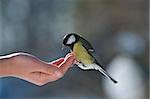 The tit sits on one's hand. People feed the bird.