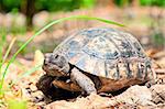 portrait of an adult turtle on land dry foliage