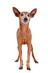 purebred miniature pinscher in front of white background