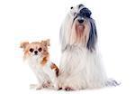 tibetan terrier and chihuahua in front of white background