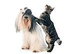 tibetan terrier and cat in front of white background