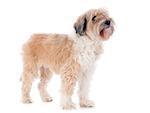 tibetan terrier in front of white background