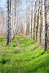 birch forest in the spring