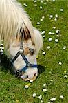 A young horse is eating green grass