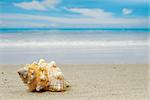 A conch shell on an exotic beach