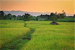 Wheatfield in Thailand