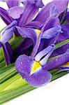 Beautiful Purple Dutch Irises with Water Droplets closeup on white background