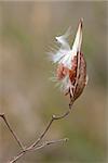 Split open to show its textured profile, a milkweed pod delicately balances itself on a wooden stem. The fluffy milkweed seeds escape the inner pod, taking flight into the meadowâ??s sky.