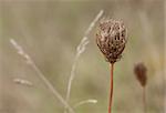 The queen anneâ??s lace still grasps its seeds in its woody umbel nest, patiently waiting for them to mature. Behind the flower overlapping orchard grasses mark a location in meadow for the flower to drop its seeds.