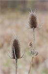 Two dried egg shaped teasel flowers rise above the prairie. Their spiny bracts and prickly stems provide protection to the seeds inside its flower head.