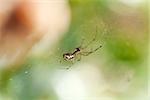 small spider on a cobweb spiderweb in summer outdoor garden insect nature