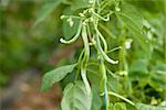 fresh green beans plant in garden macro closeup in summer outdoor