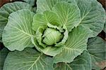 green cabbage plant field outdoor in summer agriculture vegetables