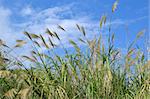 Japanese grass at blue sky. From the island Okinawa in Japan.