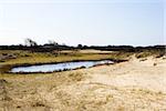 Sand landscape, National Park Zuid Kennemerland, The Netherlands