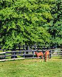 Two thoroughbred foals at a horse farm in Central Kentucky