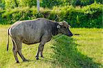 Thai water buffalo in the rice field countryside