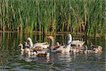domestic geese with chicks  swimming in the lake