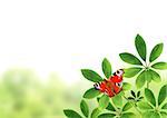 Summer frame with green leaves and butterfly. Isolated on white background