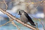 The bird Daw sits on a mountain ash branch in winter day