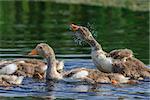 domestic geese chicks  swimming in the lake