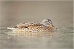 Female Mallard Duck (Anas platyrhynchos) on Lake in Winter, Grundlsee, Styria, Austria