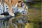Siberian Tiger (Panthera tigris altaica) Drinking Water, Bavaria, Germany