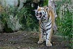 Aggressive Siberian Tiger (Panthera tigris altaica), Bavaria, Germany