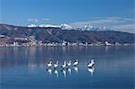 Swans, Japan