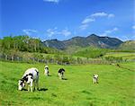 Grazing cows, Japan