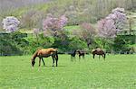 Horses, Japan