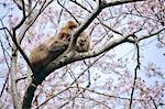 Japanese monkeys