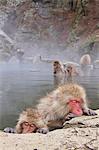 Japanese monkeys