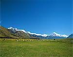 Sheep herd, New Zealand