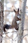 Hokkaido Squirrel