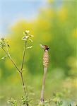 Ladybug and horsetail