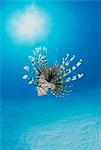 Lionfish