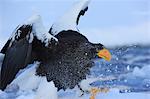 Eagle, Hokkaido