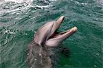 Dolphin, Honduras