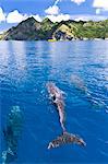Dolphins, Bonin Islands
