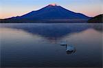 Swans and Mount Fuji