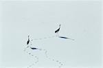 Red-Crowned Cranes