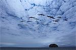 Flock of frigate birds
